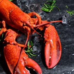 Ciao浪漫龍蝦之約,因為You are my lobster Ciao浪漫龍蝦之約,因為You are my lobster