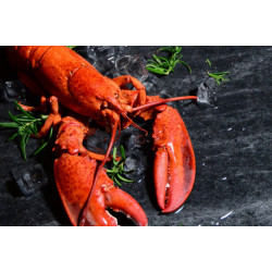 Ciao浪漫龍蝦之約，因為You are my lobster