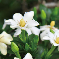 全台活動-【新竹】公益贈苗