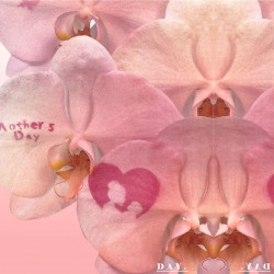 遠東百貨 - 【台南成功】世茂蘭花 母親節獻蘭禮