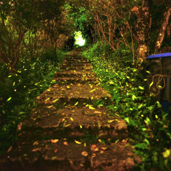 《萬怡之友專屬》南港茶山 ◆ 賞螢河