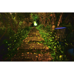 《萬怡之友專屬》南港茶山 ◆ 賞螢河