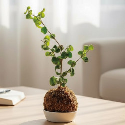 遠東百貨 - 【新竹】開運玉苔球DIY