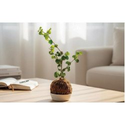 遠東百貨 - 【新竹】開運玉苔球DIY