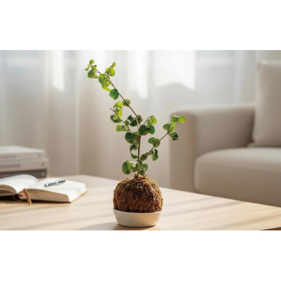 遠東百貨 - 【新竹】開運玉苔球DIY