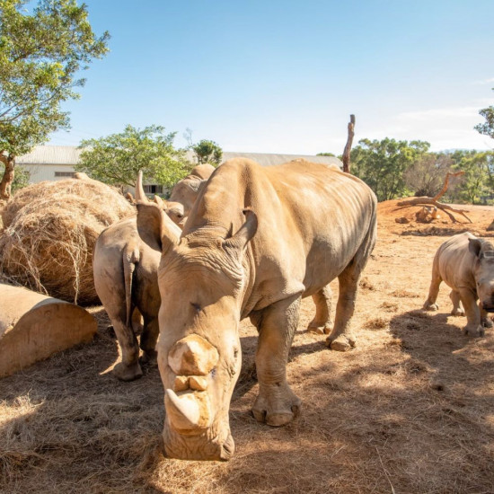 六福村 - 115年股東常會公告