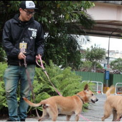 台北松山寵物友善景點推薦：與毛孩同行的溫柔城市散步指南