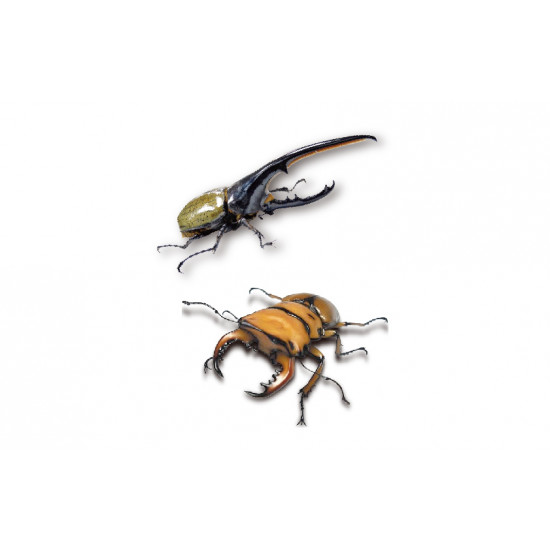 【新竹】甲蟲標本DIY