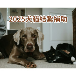 【2025犬貓結紮補助】免費絕育/寵物登記/狂犬病疫苗施打/申請資訊(114年)