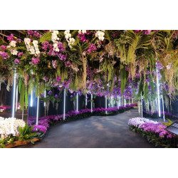 【2025台灣國際蘭展】台南蘭花展時間地點/免費門票/展區亮點/地圖/交通一次看！