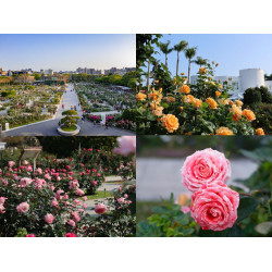 【2025台北玫瑰展】玫瑰園開放時間/活動市集/地圖/接駁車/交通，免費賞花！