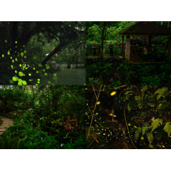 【2025台北螢火蟲季】時間地點/免費賞螢活動/導覽/地圖一次看！