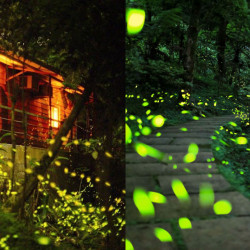 【2025新北螢火蟲季】時間地點/50處賞螢景點/免費導覽活動一次看！