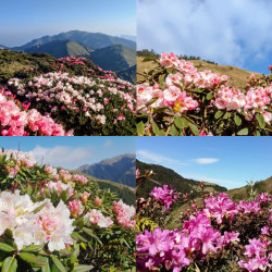 【2025合歡山杜鵑花季】時間/花況/賞花步道/接駁公車/管制/交通一次看！