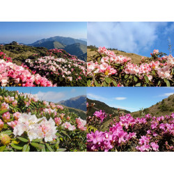 【2025合歡山杜鵑花季】時間/花況/賞花步道/接駁公車/管制/交通一次看！