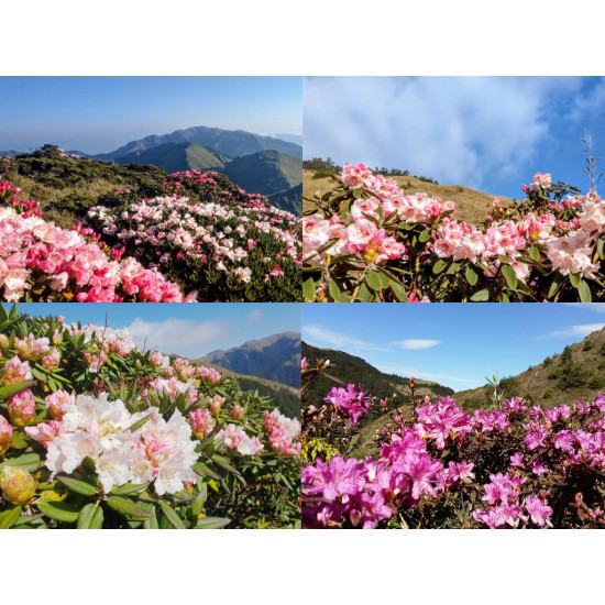 【2025合歡山杜鵑花季】時間/花況/賞花步道/接駁公車/管制/交通一次看! 【2025合歡山杜鵑花季】時間/花況/賞花步道/接駁公車/管制/交通一次看!