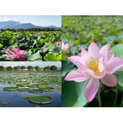 【2025白河蓮花季】時間/賞花景點/大王蓮/一日遊路線/交通一次看！