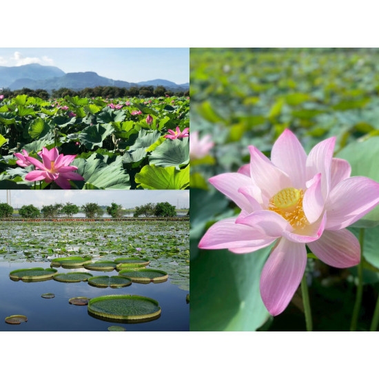 【2025白河蓮花季】時間/賞花景點/大王蓮/一日遊路線/交通一次看！