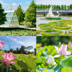 【2025桃園觀音蓮花季】時間地點/大王蓮景點/蓮園活動/交通一次看！