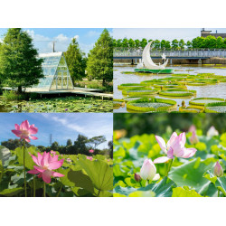 【2025桃園觀音蓮花季】時間地點/大王蓮景點/蓮園活動/交通一次看！