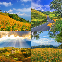 【2025花蓮金針花季】赤科山/六十石山花況/景點/交通管制一次看！