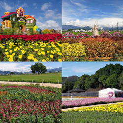 【2025台中花毯節】時間地點/新社花海活動/接駁車/交通停車/展區地圖，免費入場！