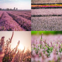 【2025桃園仙草嘉年華】仙草節時間/展區活動/地圖/接駁車/交通停車，楊梅免費賞花！