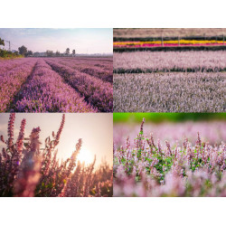 【2025桃園仙草嘉年華】仙草節時間/展區活動/地圖/接駁車/交通停車，楊梅免費賞花！