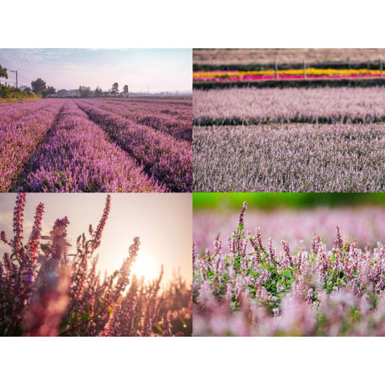 【2025桃園仙草嘉年華】仙草節時間/展區活動/地圖/接駁車/交通停車，楊梅免費賞花！