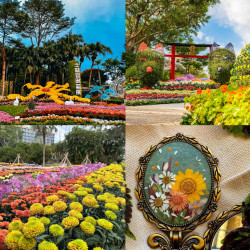 【2025士林官邸菊花展】展出日期/門票/店家優惠活動/交通，免費賞花！