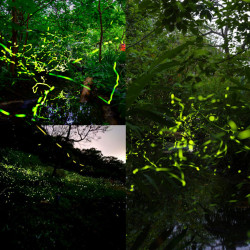 【2026台北螢火蟲季】賞螢景點/時間地點/免費導覽活動一次看！