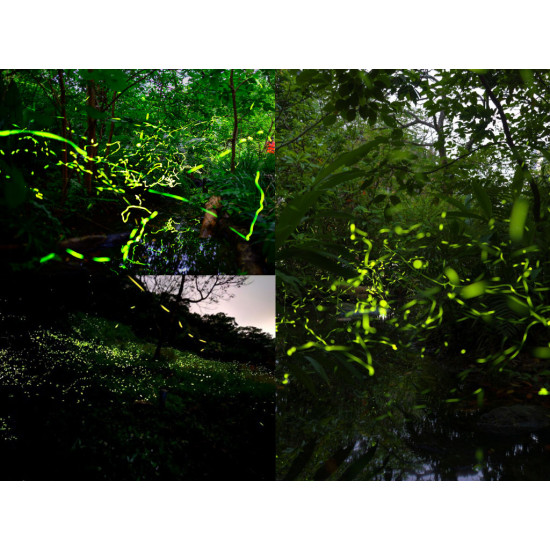 【2026台北螢火蟲季】賞螢景點/時間地點/免費導覽活動一次看！