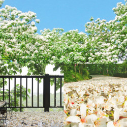 【2026客家油桐花季】開花時間/花況/最新賞桐景點/免費活動一次看！