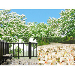 【2026客家油桐花季】開花時間/花況/最新賞桐景點/免費活動一次看！