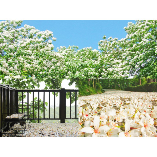 【2026客家油桐花季】開花時間/花況/最新賞桐景點/免費活動一次看！