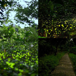 【2026新北螢火蟲季】賞螢時間地點/免費活動，出發和美山、文山農場、平溪賞螢！