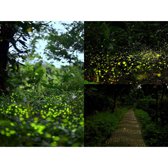 【2026新北螢火蟲季】賞螢時間地點/免費活動，出發和美山、文山農場、平溪賞螢！