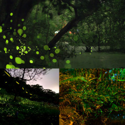 【2024台北螢火蟲季】賞螢時間/景點/免費導覽/手作活動懶人包