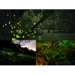 【2024台北螢火蟲季】賞螢時間/景點/免費導覽/手作活動懶人包