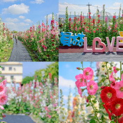 【2024彰化員林蜀葵花海】