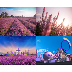 【2024桃園仙草嘉年華】仙草花節時間地點/展區/地圖/交通，楊梅登場！