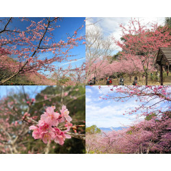 【2025高雄櫻花季】寶山二集團櫻花公園花況/觀賞時間/交通一次看！