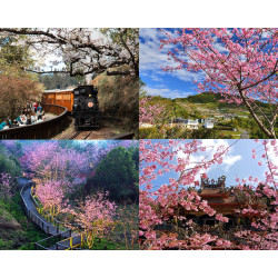 【2025阿里山櫻花季】時間/花況/賞櫻景點/門票優惠/交通管制一次看！