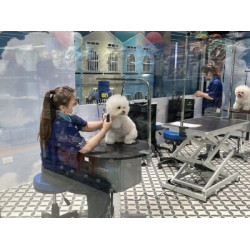 來東森寵物洗澡「就捐10餐糧」　與KCT合作幫浪浪溫飽等家