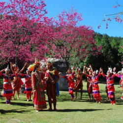 搭高鐵,九族賞櫻去 搭高鐵,九族賞櫻去
