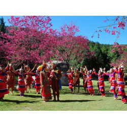 搭高鐵，九族賞櫻去